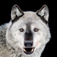 GloryWolf