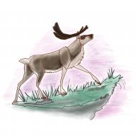 alphawaterwolf