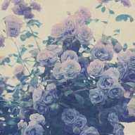 IshBelle