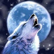 xWolfyxox