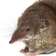 Shrew