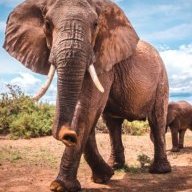 Elefante
