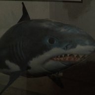 SharkCatcher