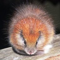 Red Crested Tree Rat