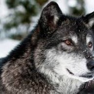 Darkwolf