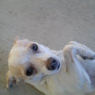 Gilbert