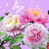KittyLi1226