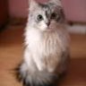pusheen36474