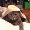 kipcat