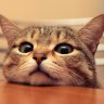 Cutecat01