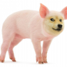 SomePigHere