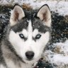Silver_Husky2