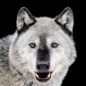 GloryWolf