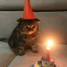 miauw