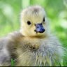 Pufflin