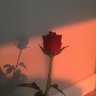 annabiomess