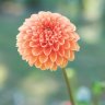 FloraFlower