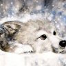 xANGEL_02Wolfyx