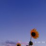 sunflower___