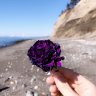 Gleamingdeath1