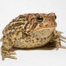 Tony the Toad