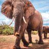 Elefante
