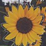 OnlyConner