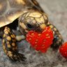TurtlesAreCute