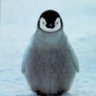 Penquin
