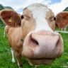 MoomooSentaurus