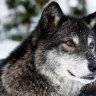 Darkwolf