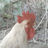TheMaggasGR