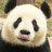 ThePandaEmpire