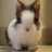 bayleylovesbunnys