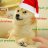Doge_0505