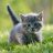 Far_Over_Tah_Cat