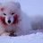 SnowyDaFox <3