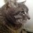 Moocherthecat