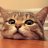 Cutecat01