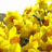 FlowersRlit
