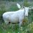 mooose
