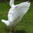 Gucci_Goose