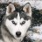 Silver_Husky2