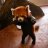 LookAtThePanda