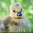 Pufflin