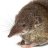 Shrew