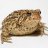 Tony the Toad