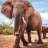 Elefante