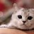 FluffyKitty