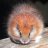 Red Crested Tree Rat
